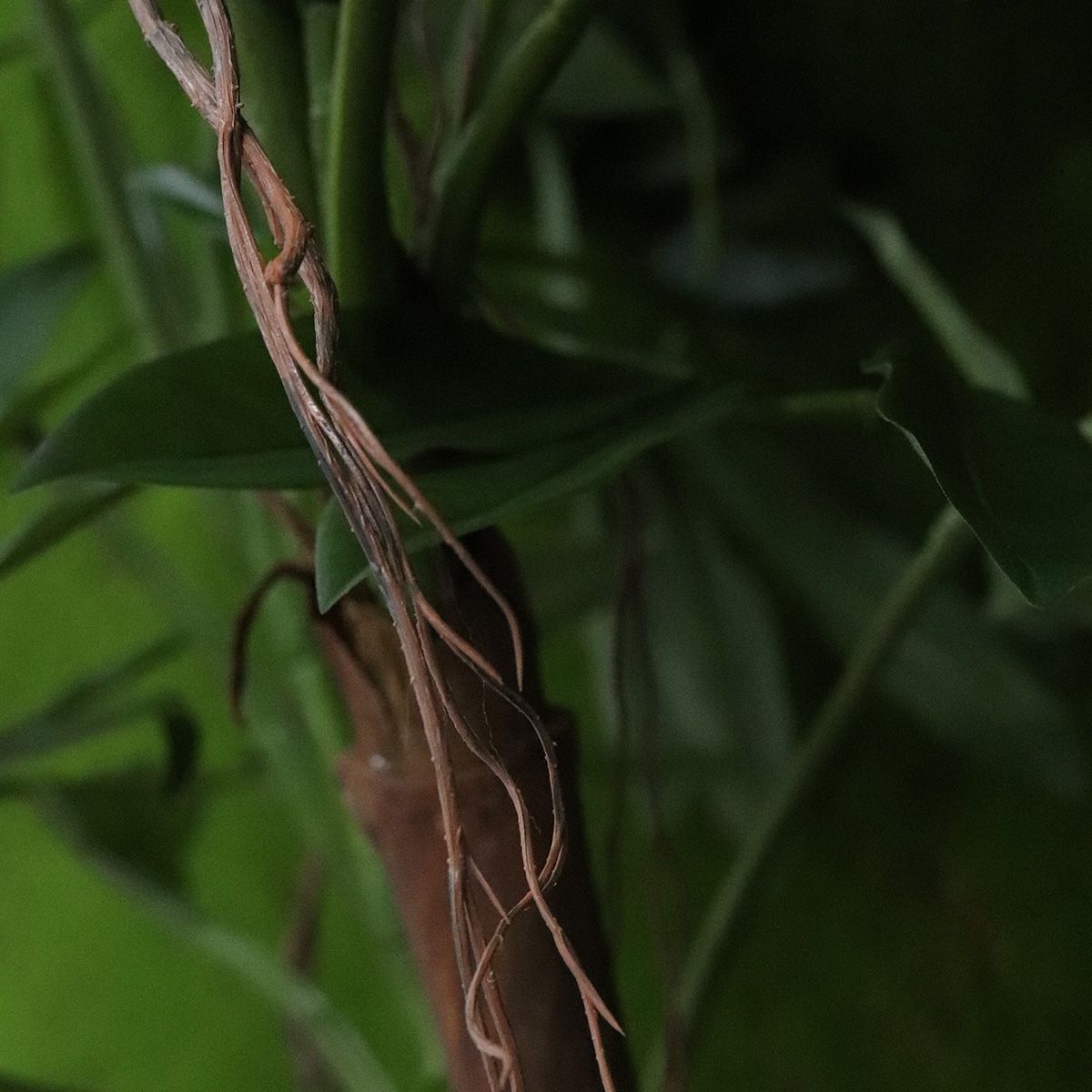 Philodendron Fun Bun Kunstplant 155cm