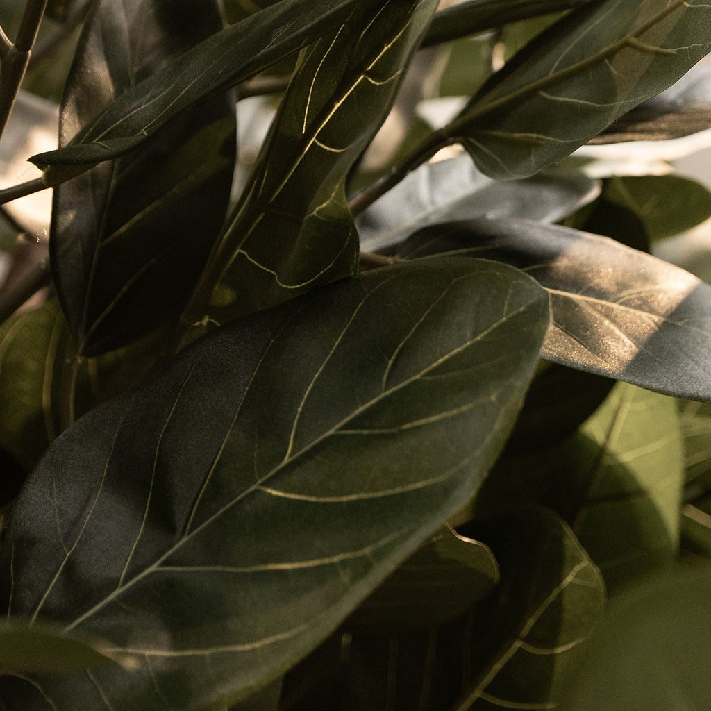 Ficus Audrey Kunstboom Deluxe 250cm