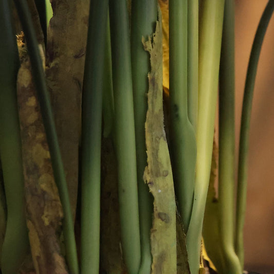 Water Canna Kunstplant 120cm