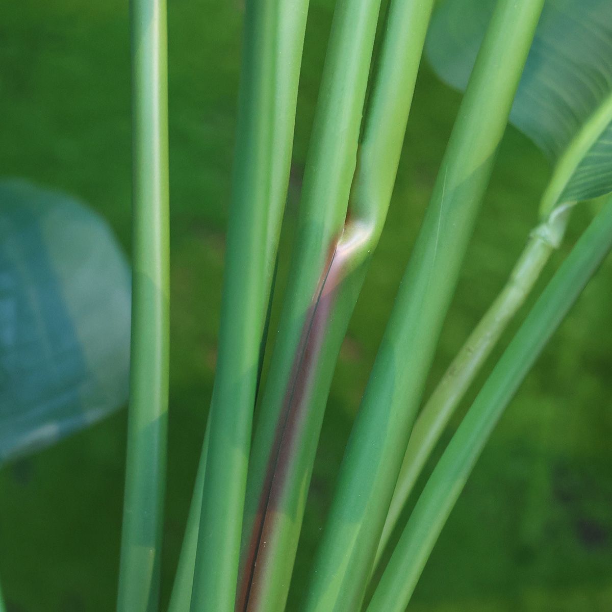 Strelitzia Nicolai kunstplant 150cm