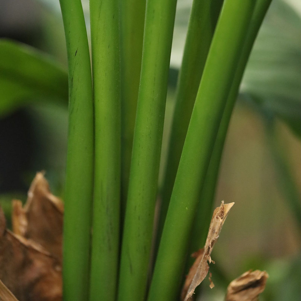 Strelitzia Nicolai deluxe Kunstpalm 125cm in pot