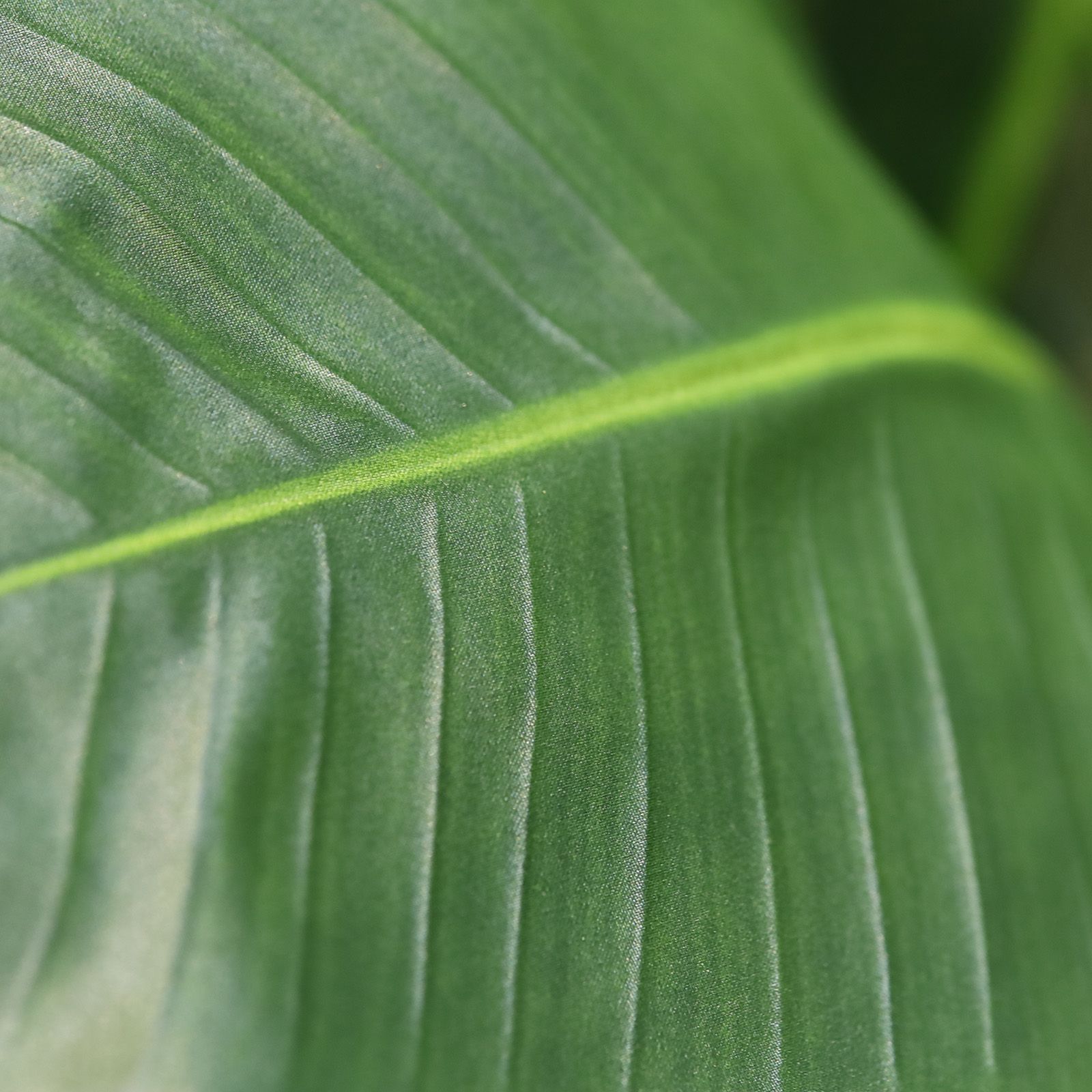 Strelitzia Nicolai deluxe Kunstpalm 200cm in pot