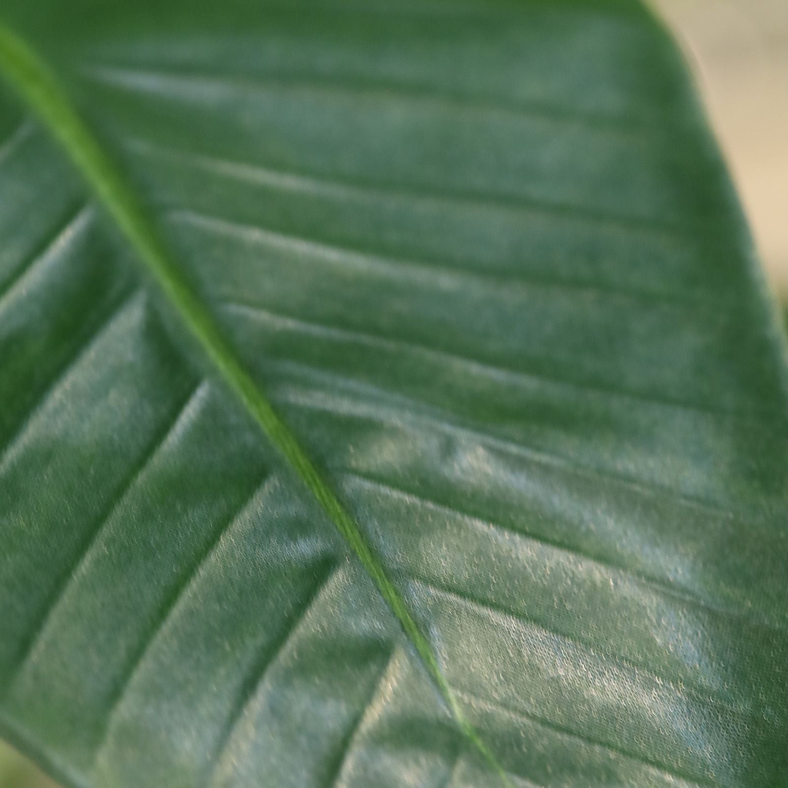 Strelitzia Nicolai deluxe Kunstpalm 200cm in pot