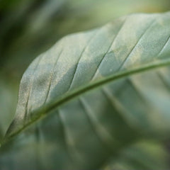 Strelitzia Nicolai deluxe Kunstpalm Bush 140cm