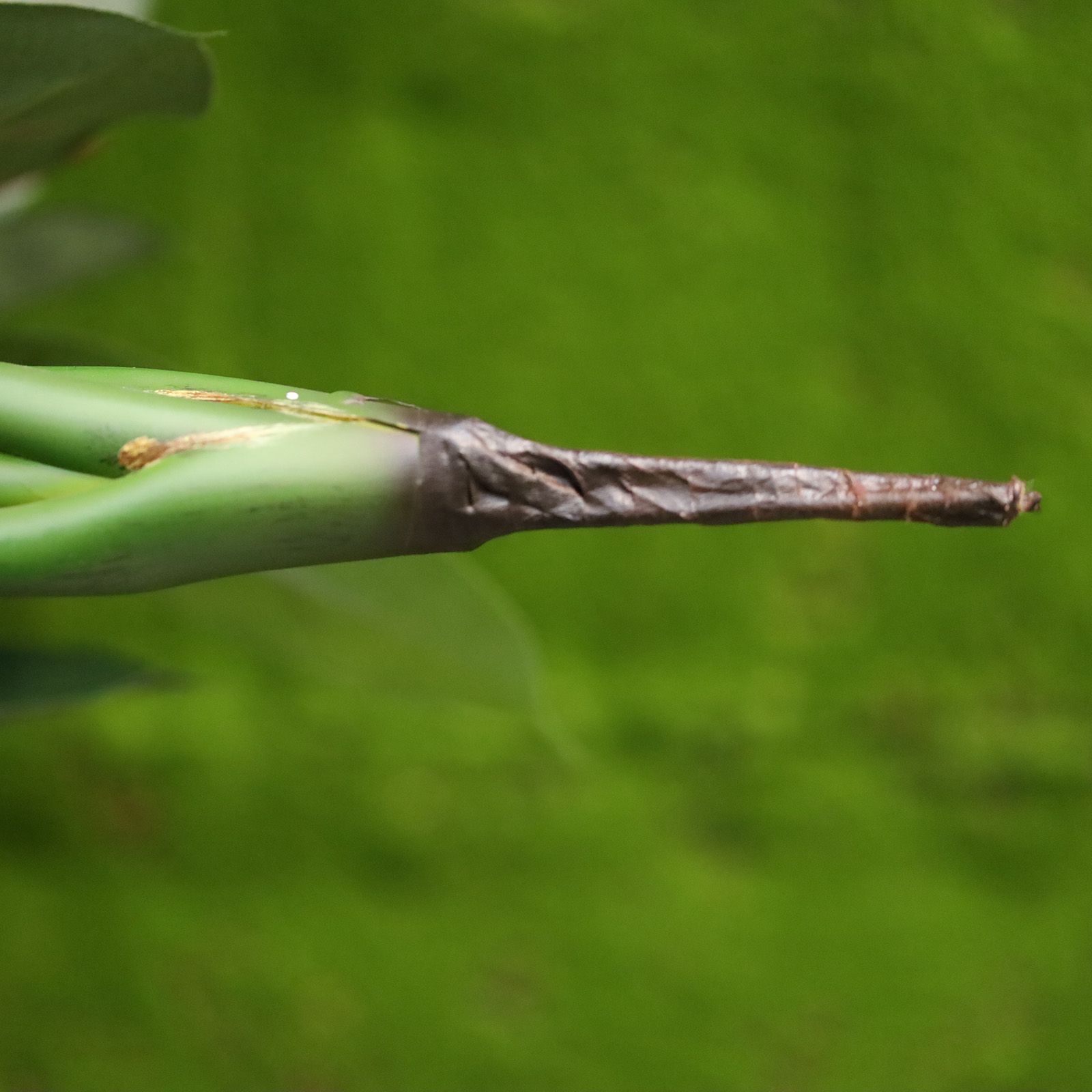 Strelitzia Nicolai deluxe Kunstpalm Bush 160cm