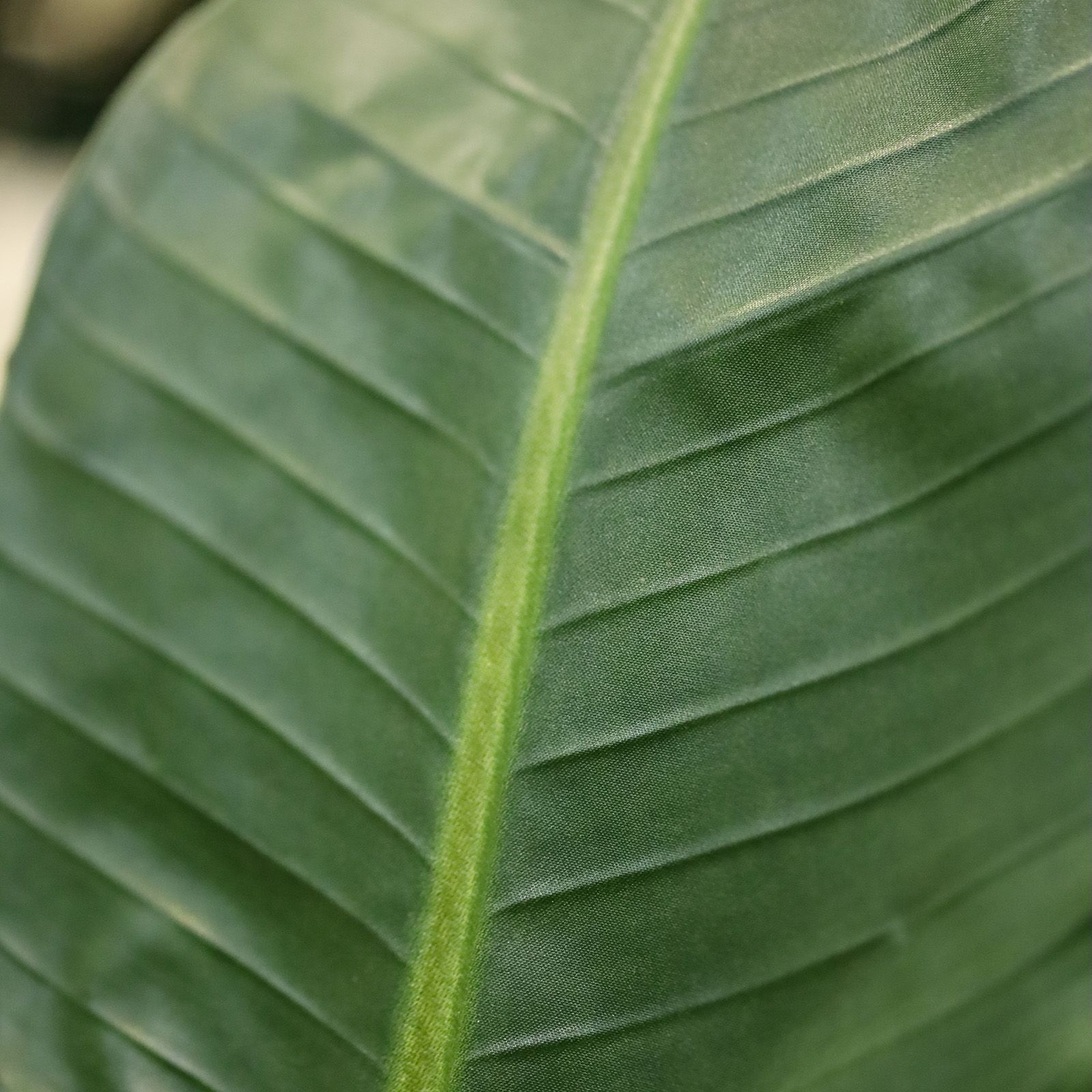 Strelitzia Nicolai deluxe Kunstpalm Bush 160cm