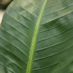 Strelitzia Nicolai deluxe Kunstpalm Bush 160cm