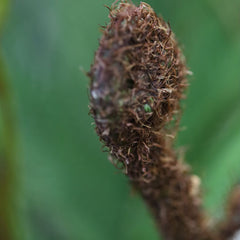 Woodwardia Kunstpalm Deluxe 220cm N