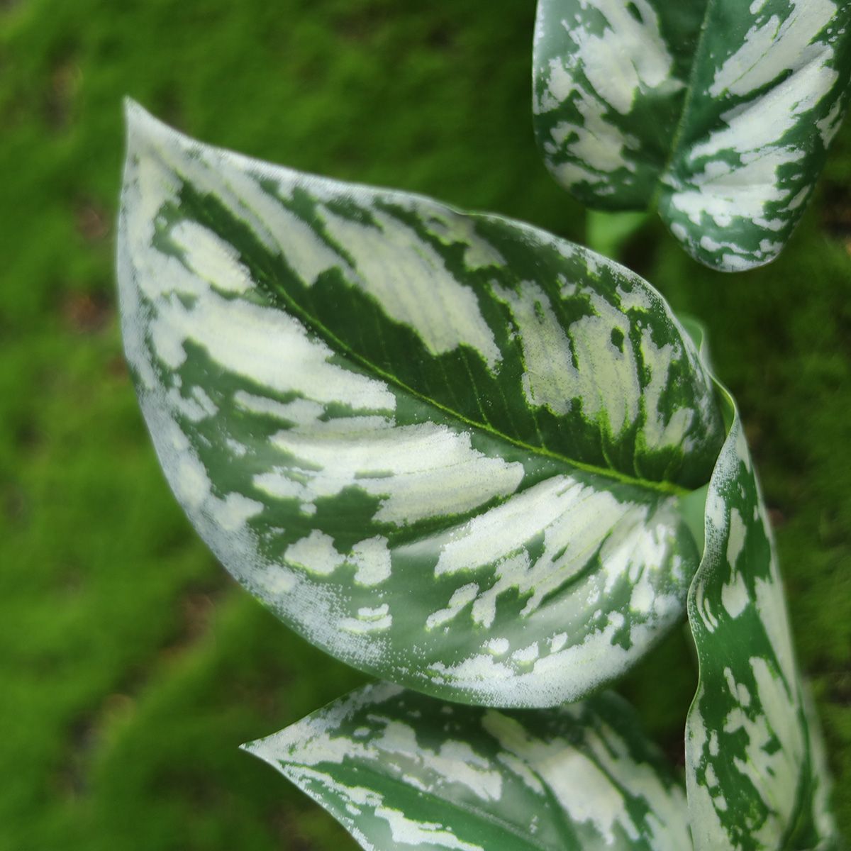 Scindapsus Pictus kunst hangplant Deluxe 50cm