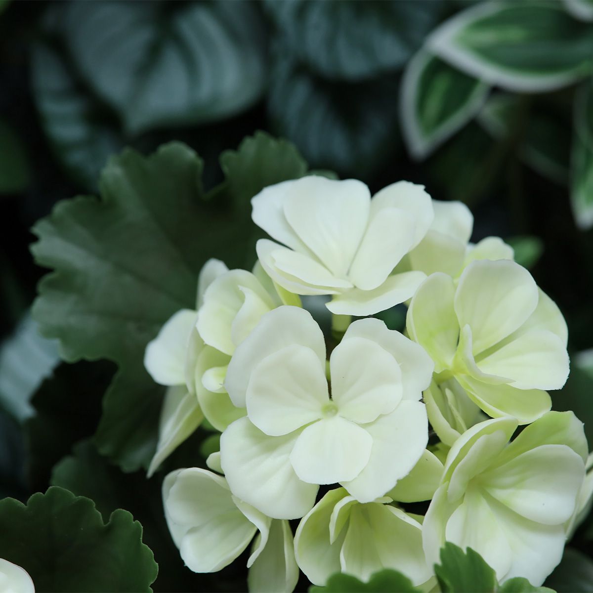 Buitengeranium 65 cm UV-werend wit