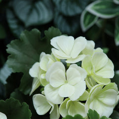 Outdoor art geranium 65cm UV white