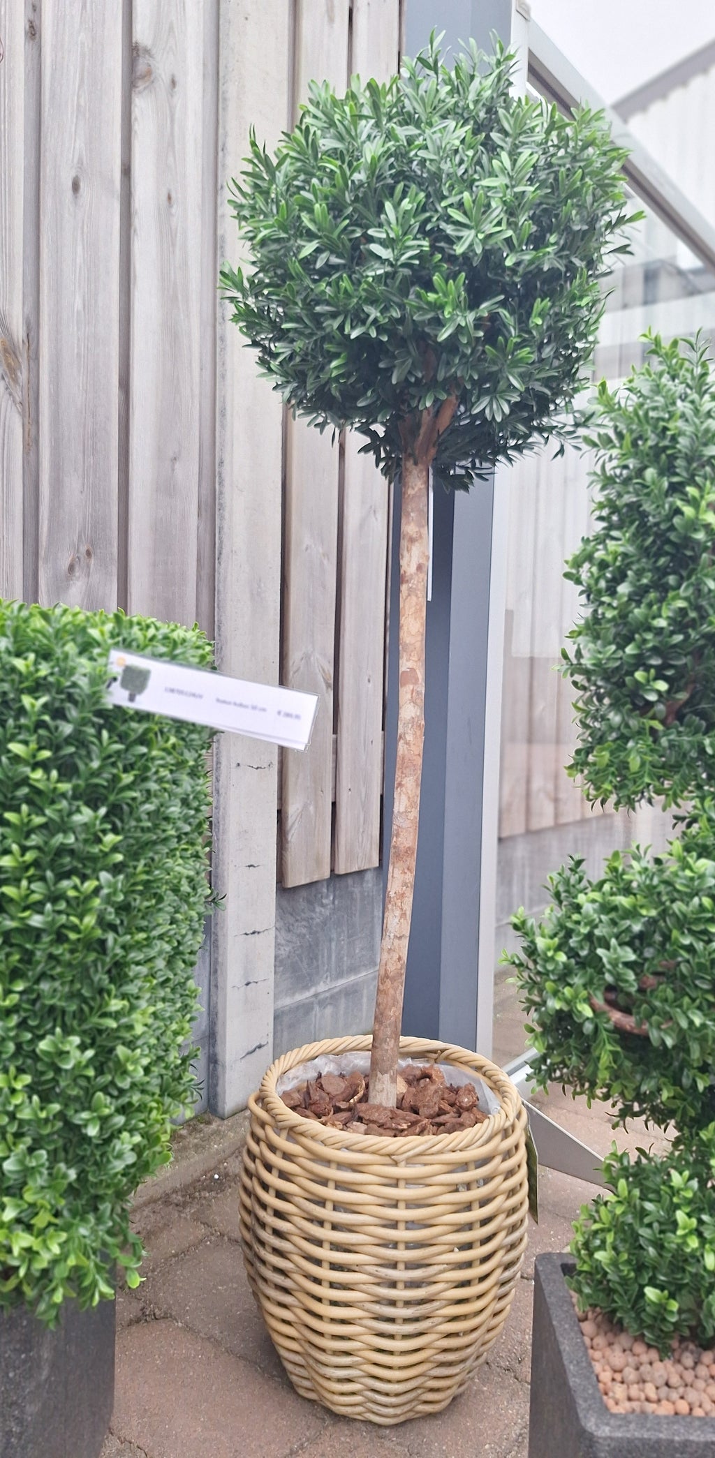 Kunstwerk voor buiten: buxusbol op stam, 110 cm, UV-beschermd.
