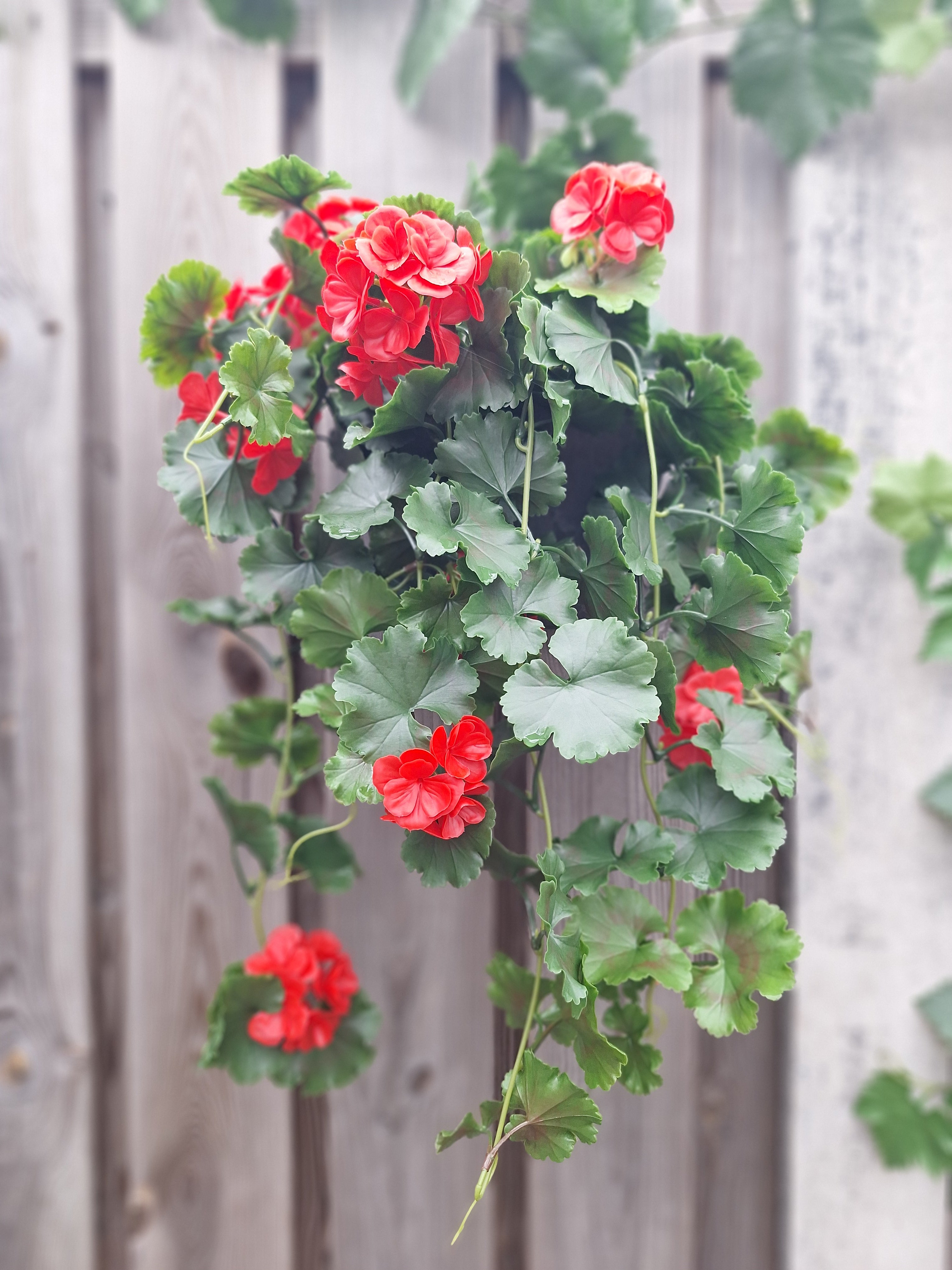 Kunstmatige hangende geranium voor buiten, 65 cm, UV-rood
