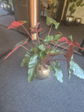 Philodendron XL Kunstplant Deluxe 120 cm Burgundy – Showroom Editie (incl. styling)