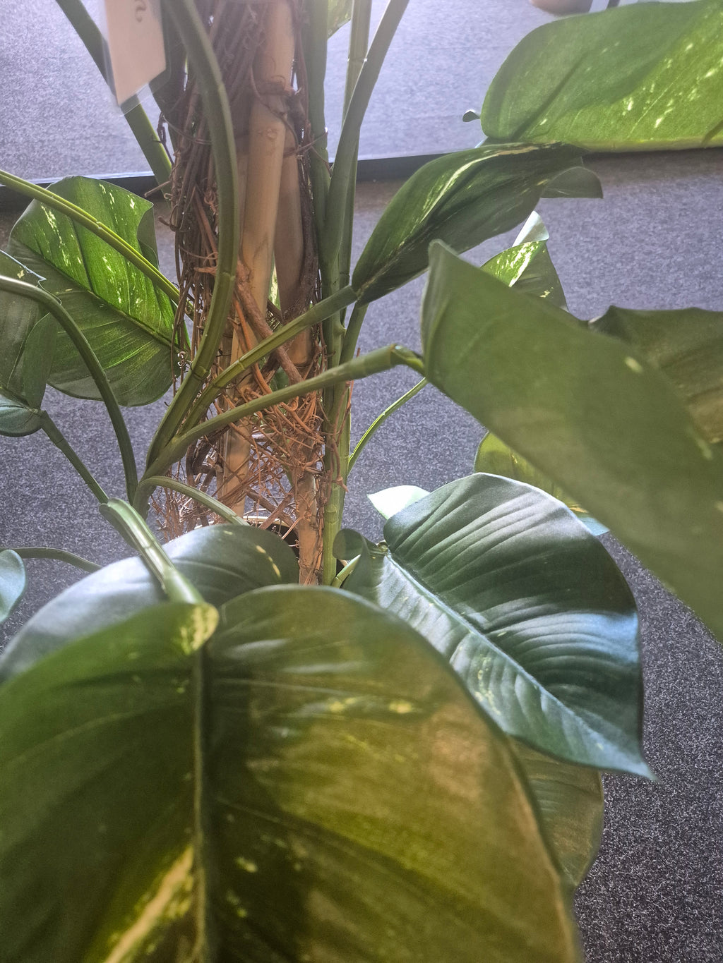 Kunst Pothos Klimplant 125 cm – Showroom Editie (incl. styling)
