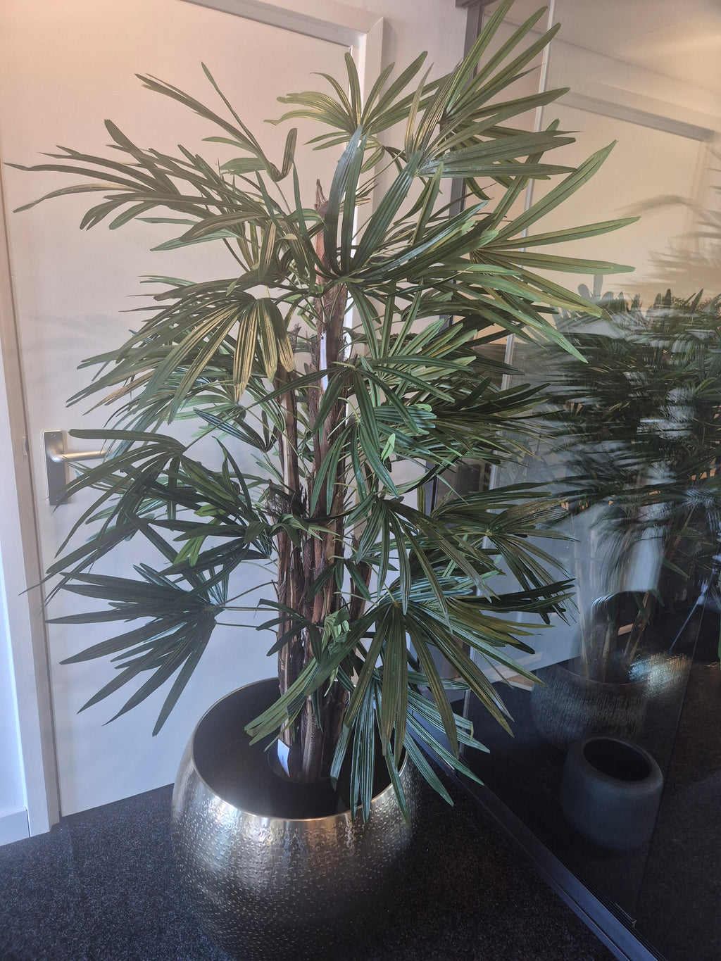 Raphis Palm Deluxe 160 cm – Showroom Editie (incl. styling)
