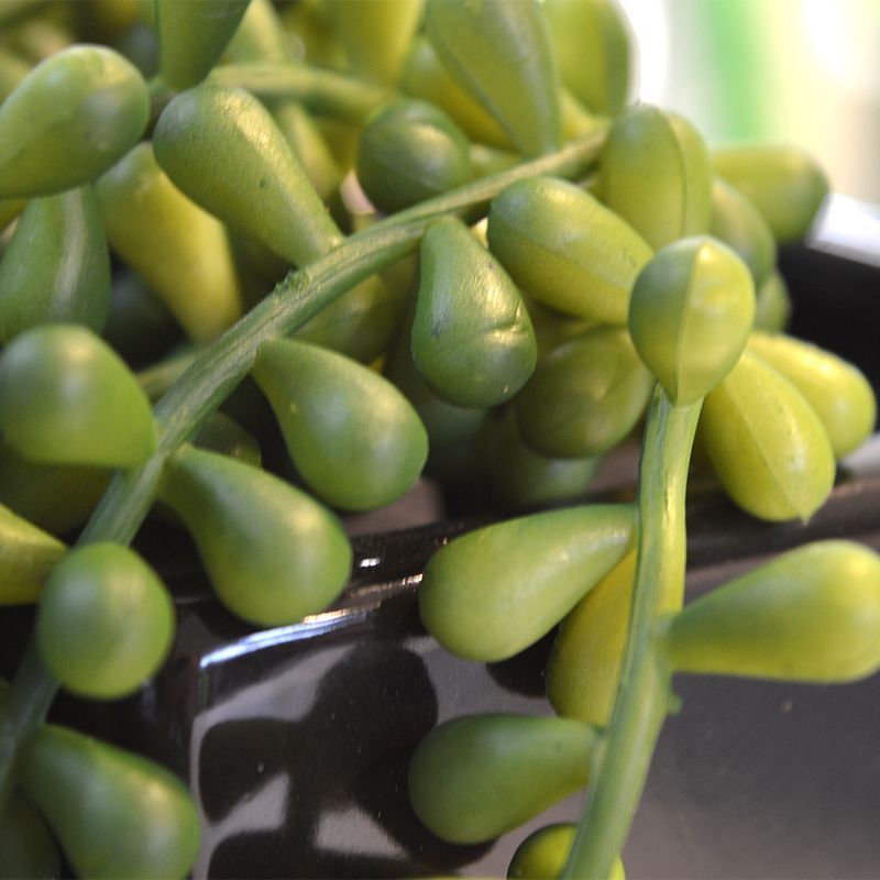 Senecio Pearl kunst hangplant 55cm