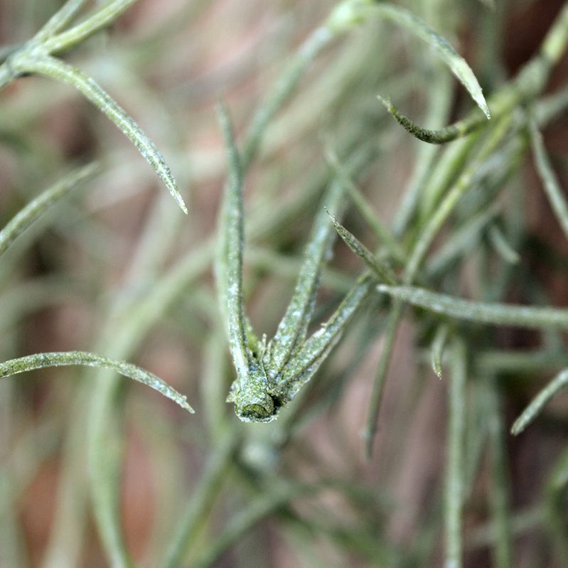 Tillandsia kunsthanger 75cm