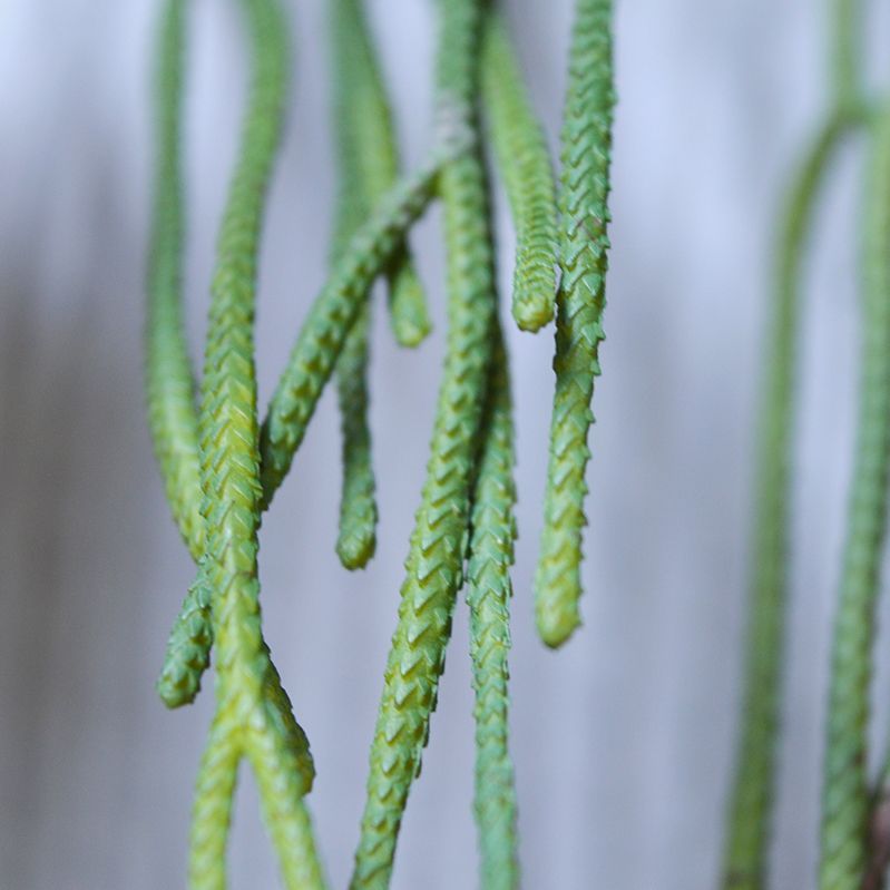 Rhipsalis Pilocarpa kunsthanger 65cm
