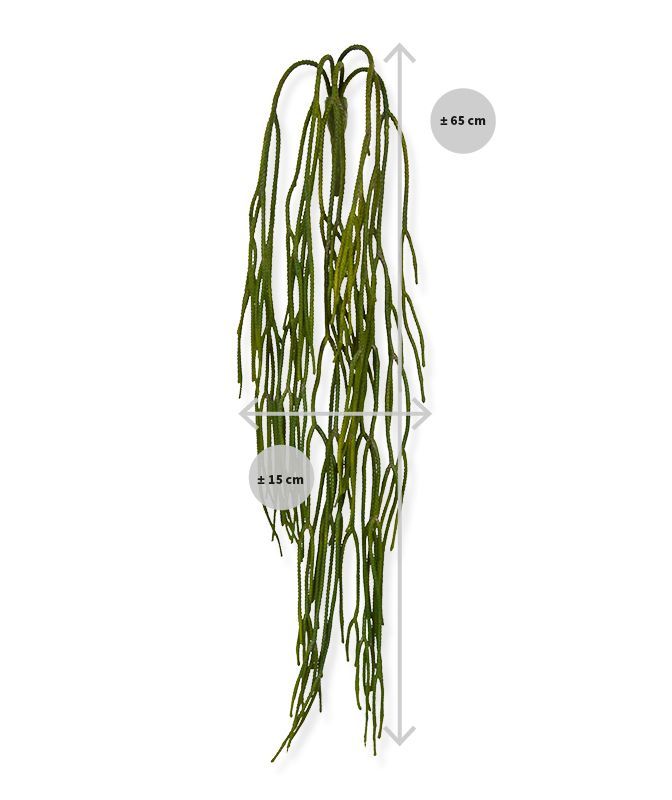 Rhipsalis Pilocarpa kunsthanger 65cm