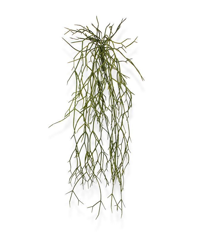 Rhipsalis Micrantha kunsthanger 55cm