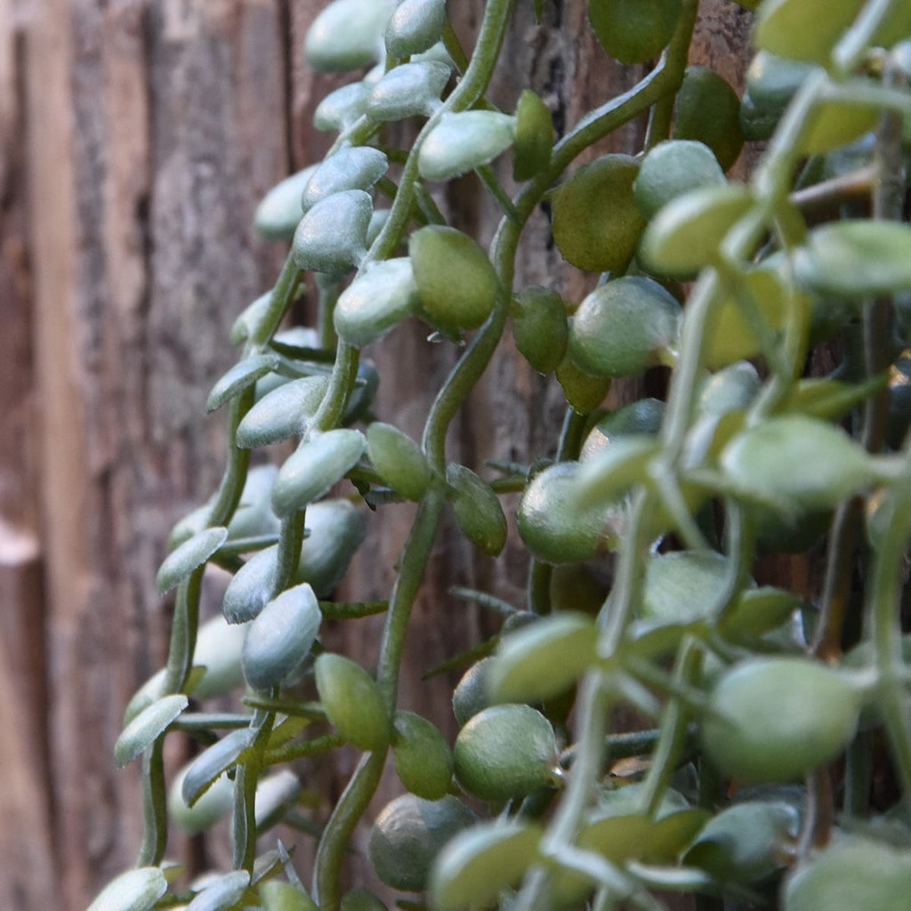 Dischidia kunst hangplant 70cm - grijs/groen