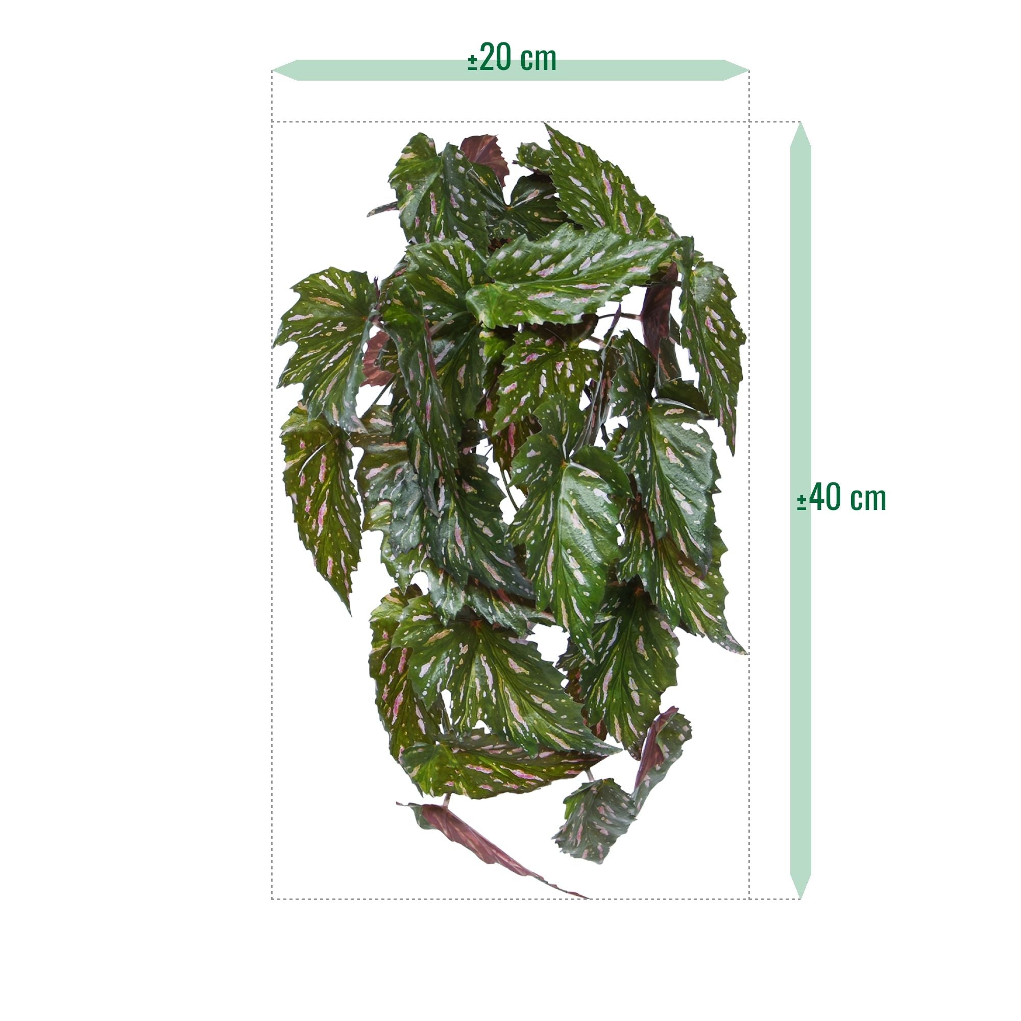 Begonia Rex Kunst hanger groen rood 40cm