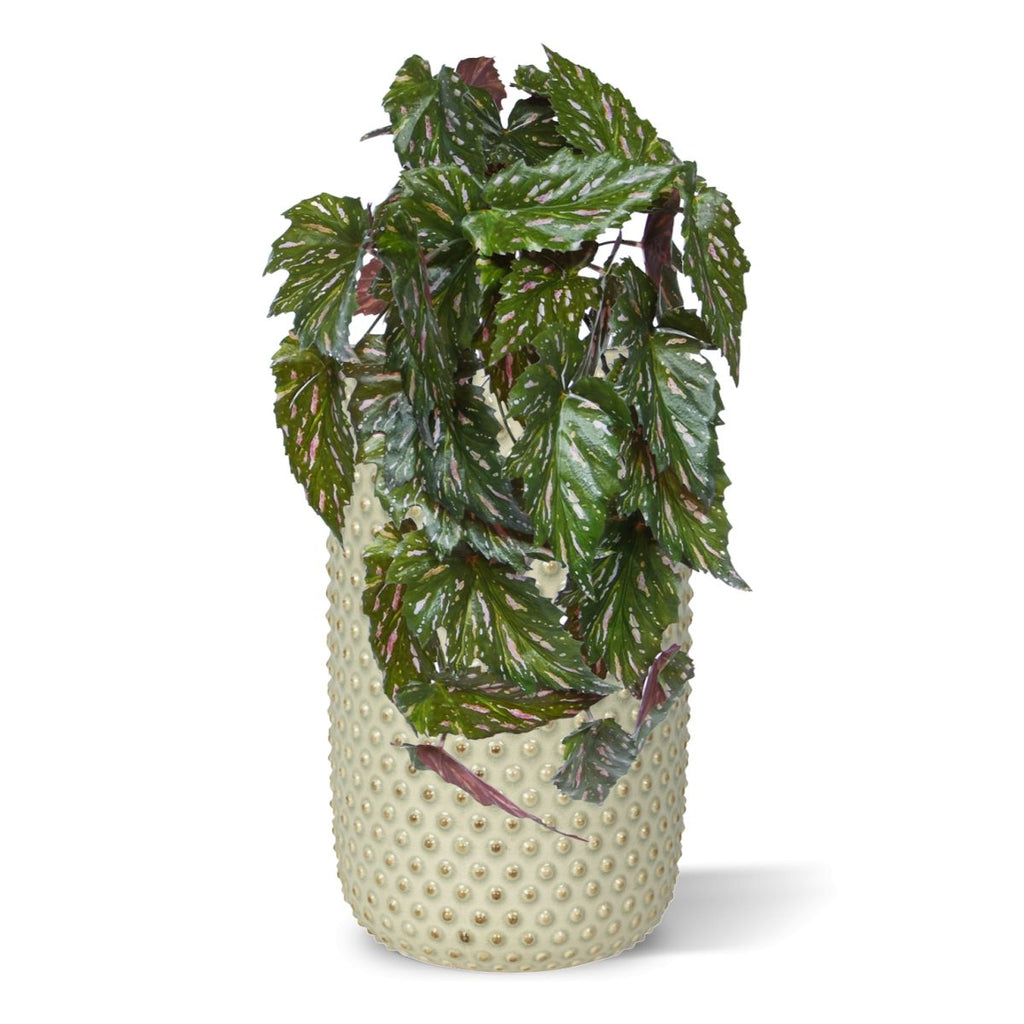 Begonia Rex Kunst hanger groen rood 40cm