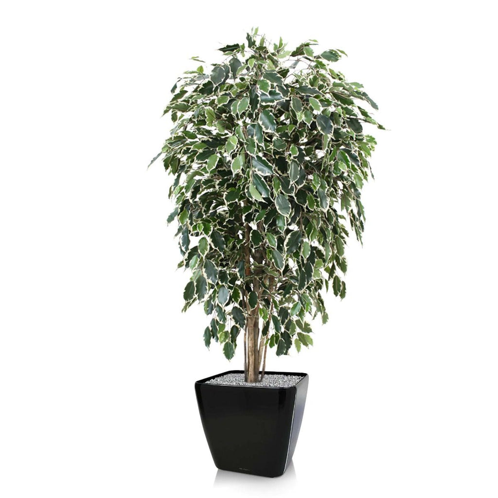 Ficus Exotica deluxe kunstboom 150cm - bont