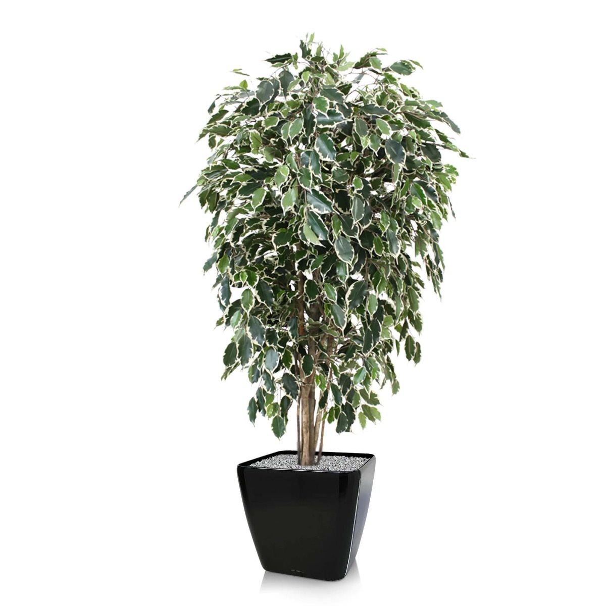 Ficus Exotica deluxe kunstboom 150cm - bont