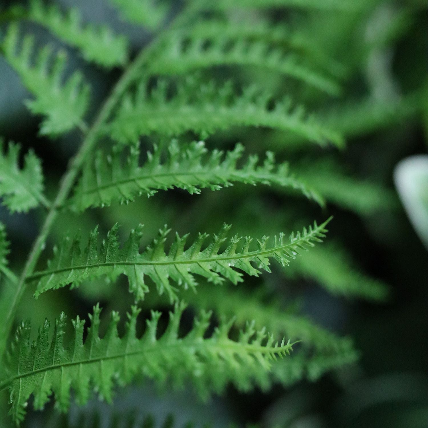 Pteris Kunst Varen 40cm
