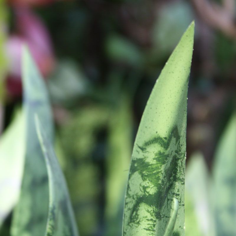 Sanseveria kunstplant 40cm - groen