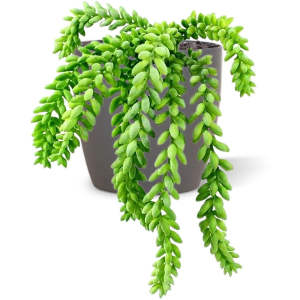 Sedum Donkey tail kunstplant 25cm zonder kweekpotje
