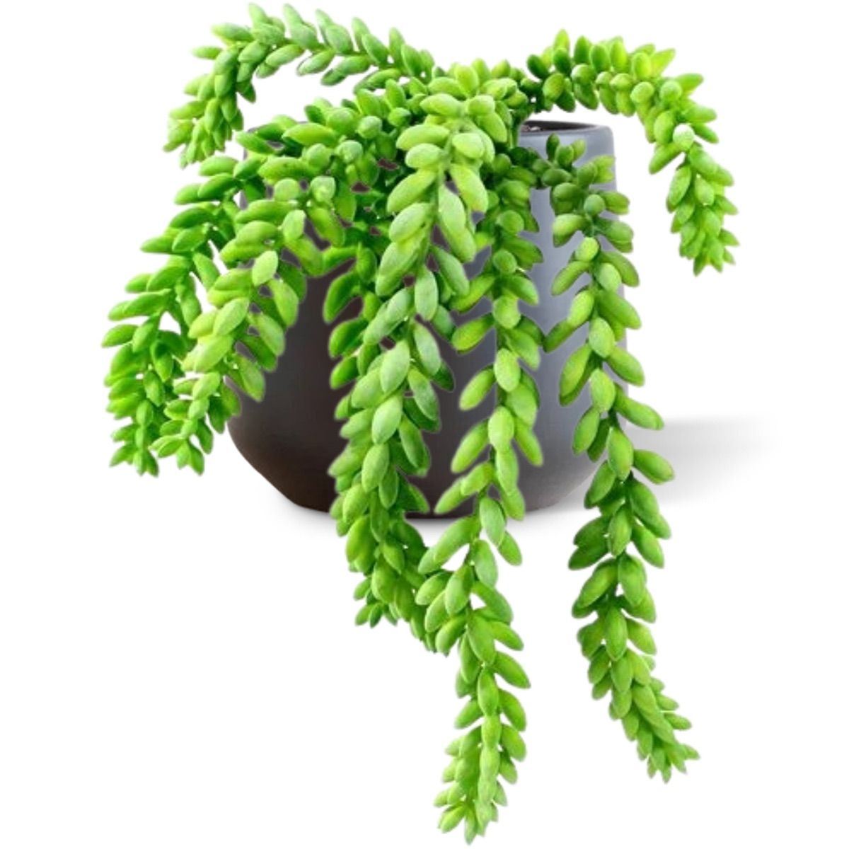 Sedum Donkey tail kunstplant 25cm zonder kweekpotje