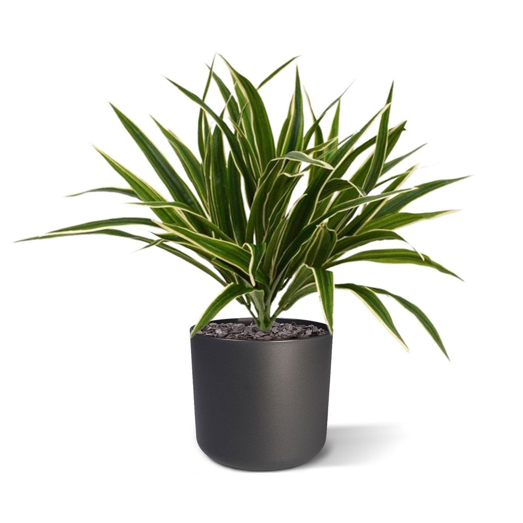 Chlorophytum S kunstplant 30cm Zonder kweekpotje