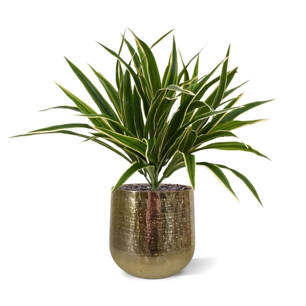 Chlorophytum S kunstplant 30cm Zonder kweekpotje