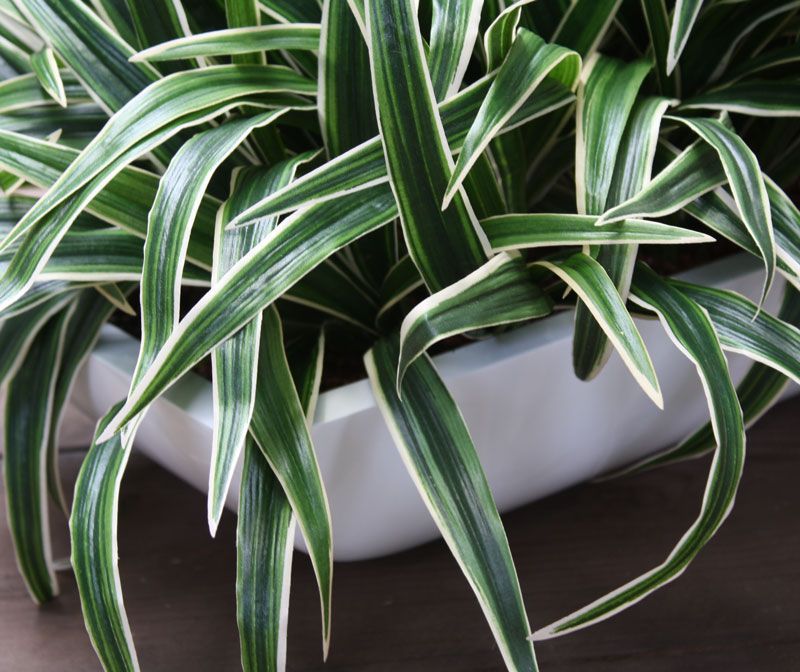 Chlorophytum S kunstplant 30cm Zonder kweekpotje