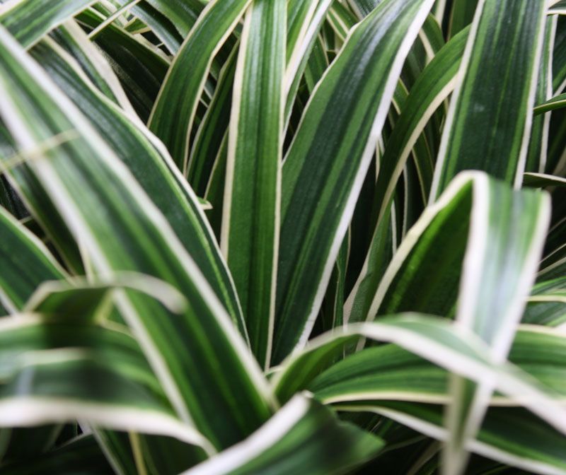 Chlorophytum S kunstplant 30cm Zonder kweekpotje