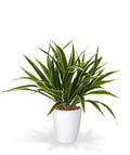 Chlorophytum S kunstplant 30cm in 10cm pot
