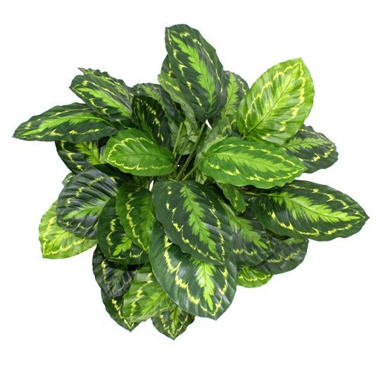 Calathea Rosea Picta kunstplant 80cm