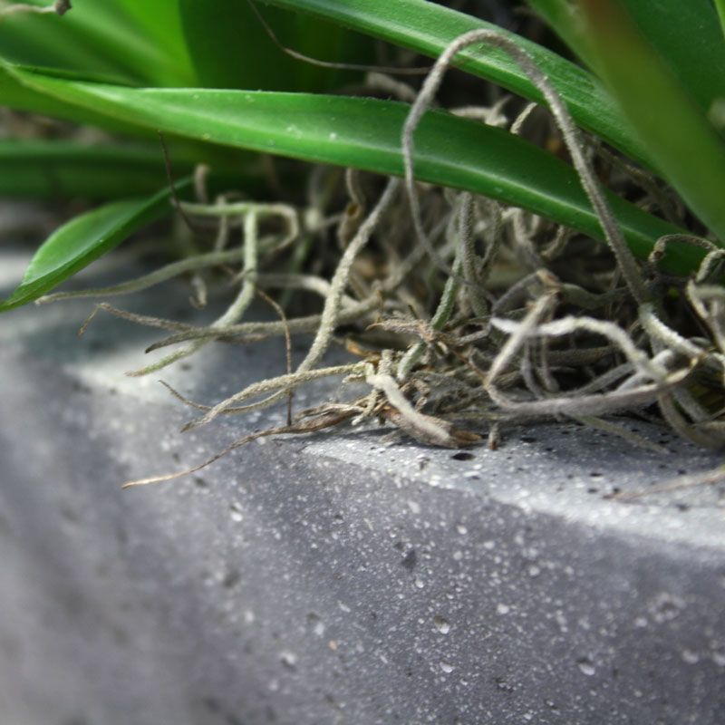 Marginata Mini kunstplant 18cm
