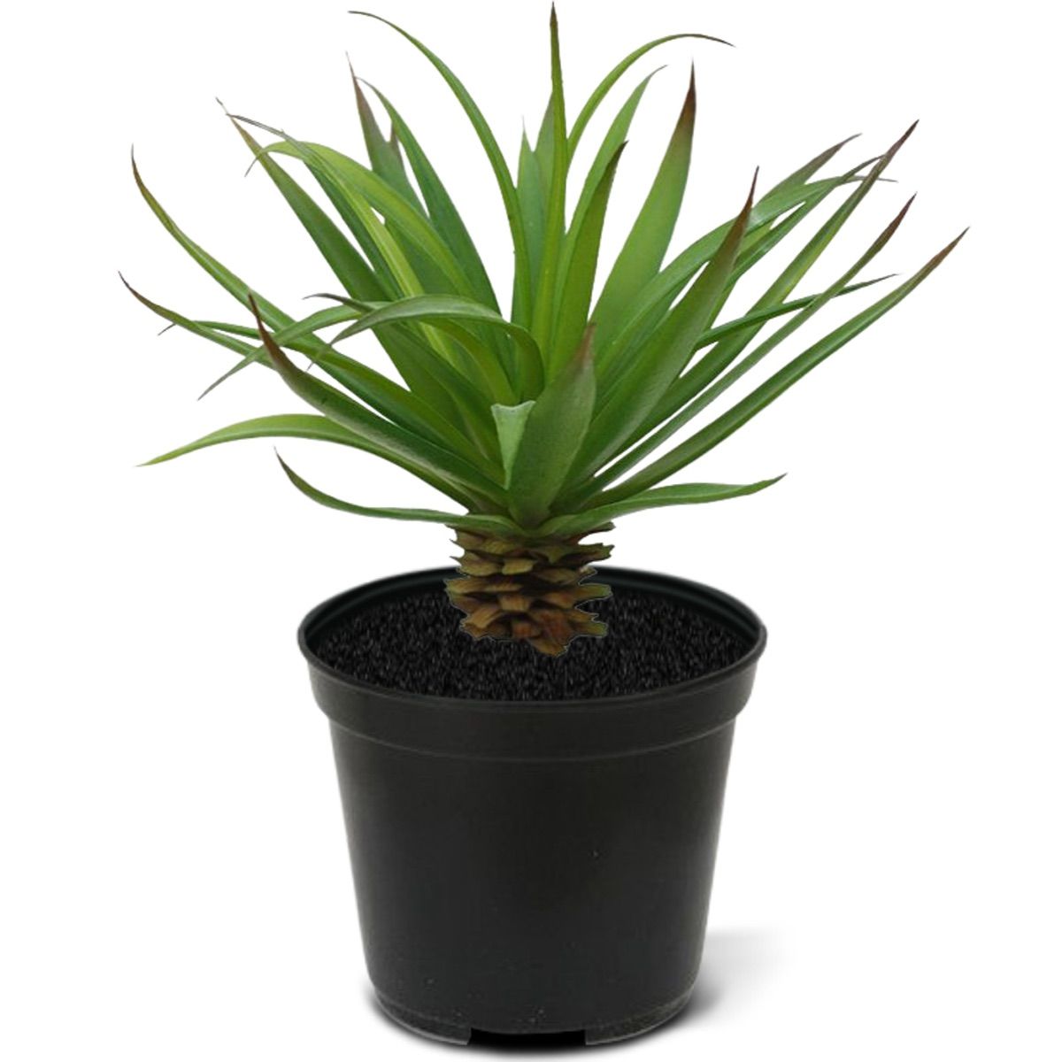Marginata Mini kunstplant 18cm