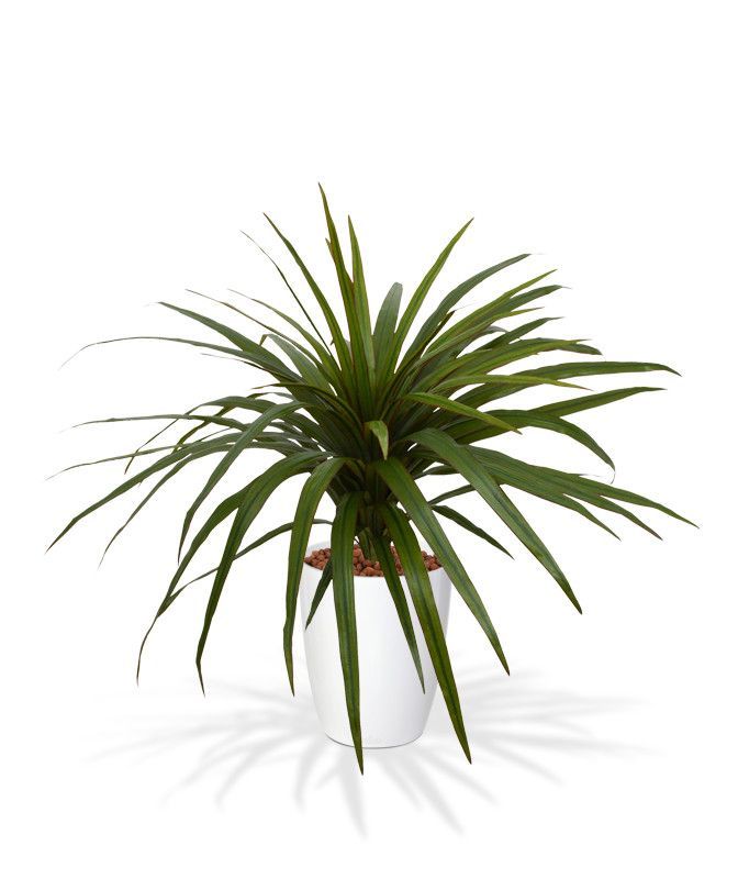 Draceana Marginata kunstplant 50cm