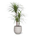 Draceana Marginata Deluxe kunstplant 100cm