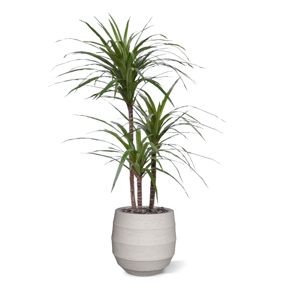 Draceana Marginata Deluxe kunstplant 100cm