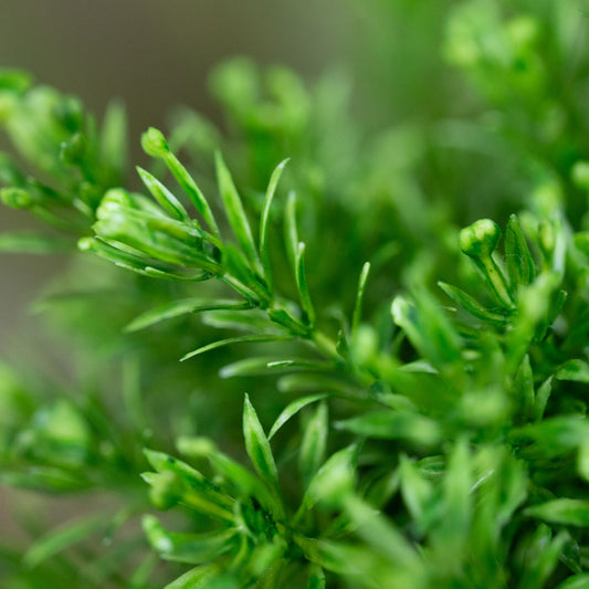 Senecio Mos kunstplant 15cm in pot