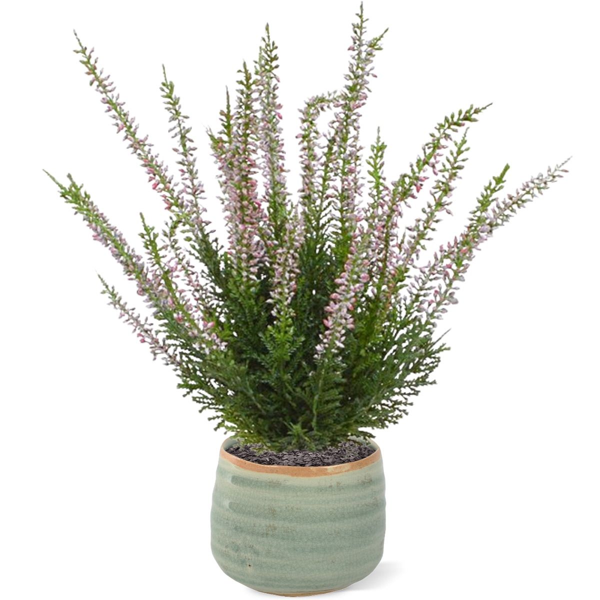 Erica heide kunstplant 30cm - creme of roze zonder kweekpotje