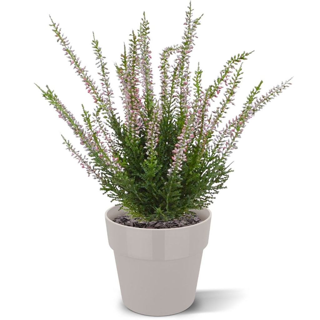 Erica heide kunstplant 30cm - creme of roze zonder kweekpotje