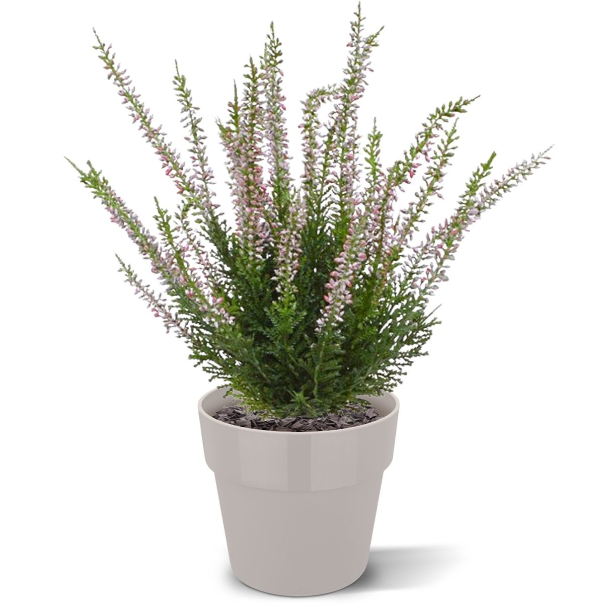 Erica heide kunstplant 30cm - creme of roze zonder kweekpotje