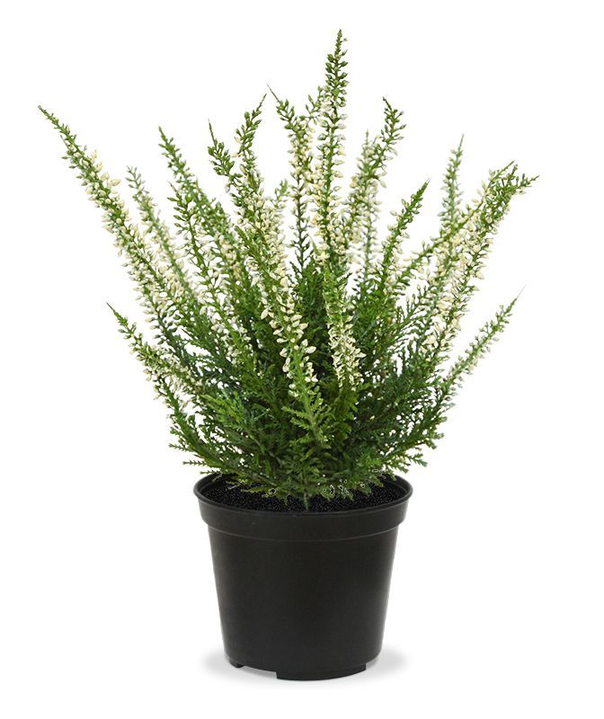 Erica heide kunstplant 25cm - creme of roze met kweekpotje